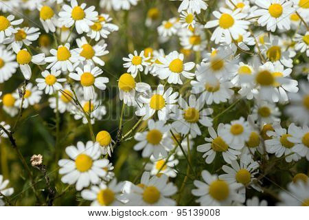 Chamomile plants, chamomile field