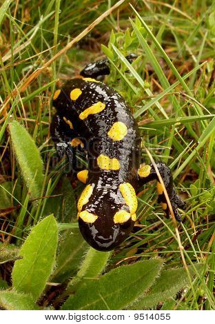 Salamandra