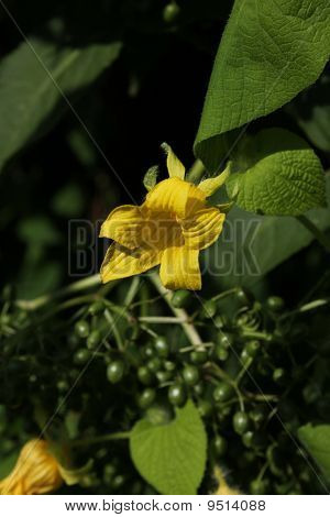 Planta algas Tladianta dudoso (thladiantha Dubia)