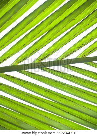 Nipa Palm Laub