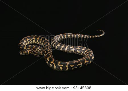 The male morelia spilota harrisoni python on black background