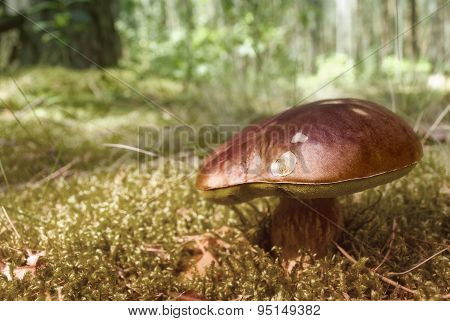 Brown Eatable Mushroom