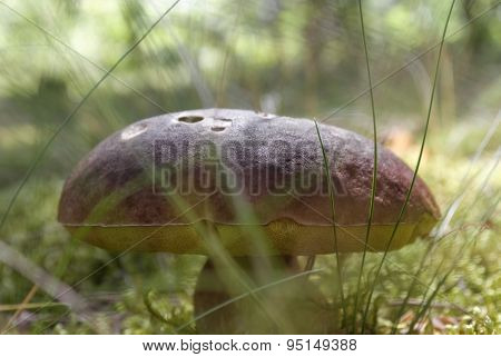 Closeup Big Mushroom