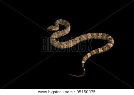 The male morelia spilota harrisoni python on black background