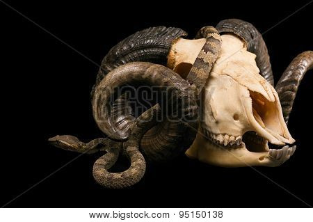The male morelia spilota harrisoni python on black background