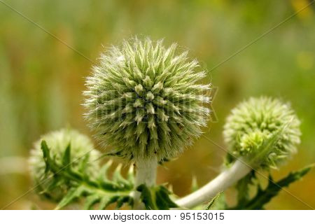 Grass, green grass, steppe grass. Natural background.  Green background. Green. Abstract grass background. Summer background. Thorn.