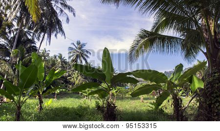 Tropical Landscape.