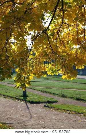 Autumn In Park