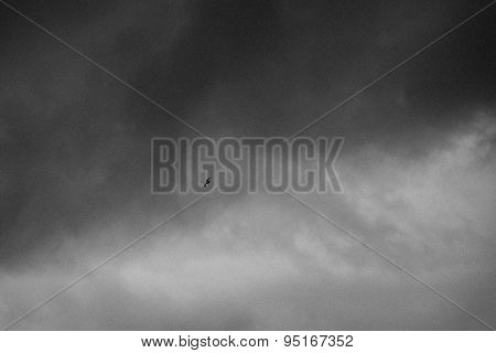 Bird In The Storm
