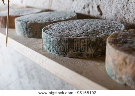 Goat Cheese Maturing In Basement