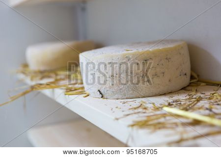 Goat Cheese Maturing In Basement