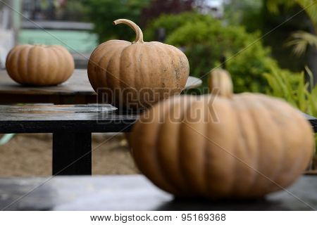 Asia Myanmar Nyaungshwe Pumpkins