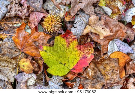 Autumn Leaves