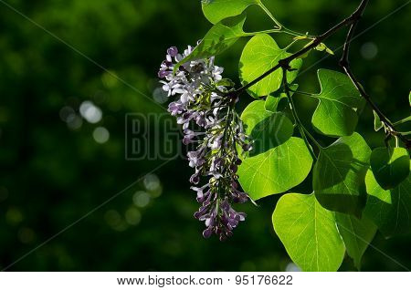 Lilac