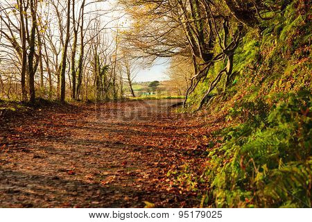 Autumn Pathway. Landscape With The Autumnal Forest.