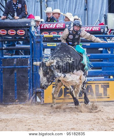 Last Cowboy Standing