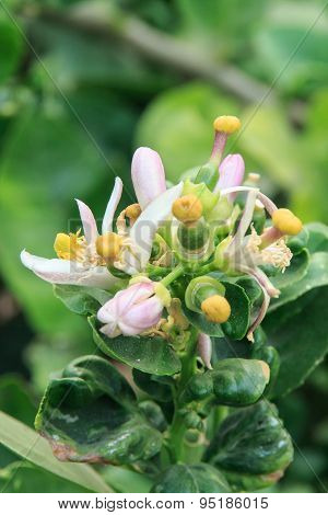 Lime flowers.
