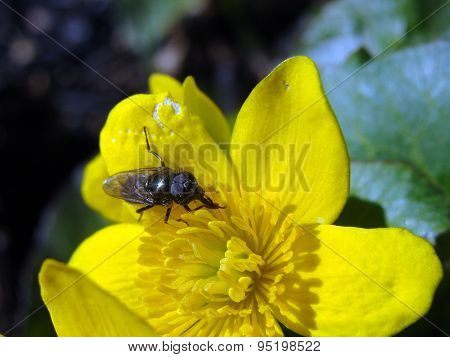 Image of flower fly ranunculus