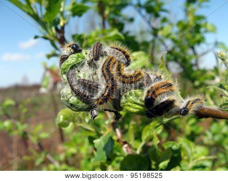 Image of caterpillars