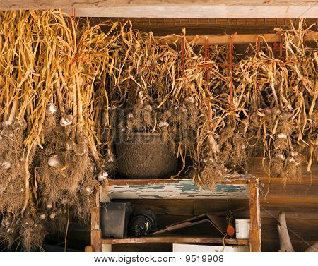 Knoflook In de drogen schuur