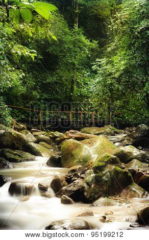 River in the woods