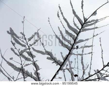 Image of winter