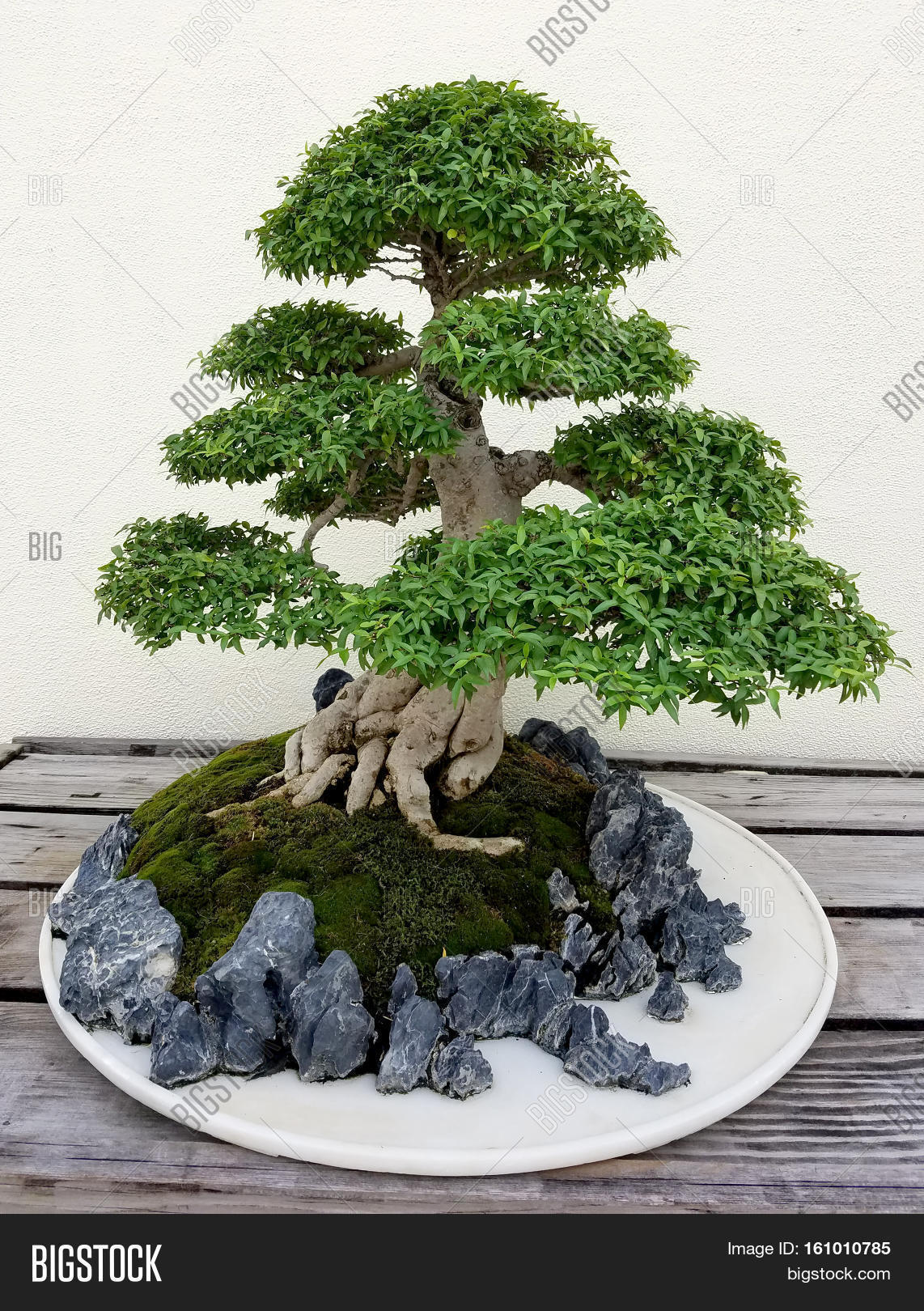 Bonsai Penjing Image & Photo (Free Trial) Bigstock