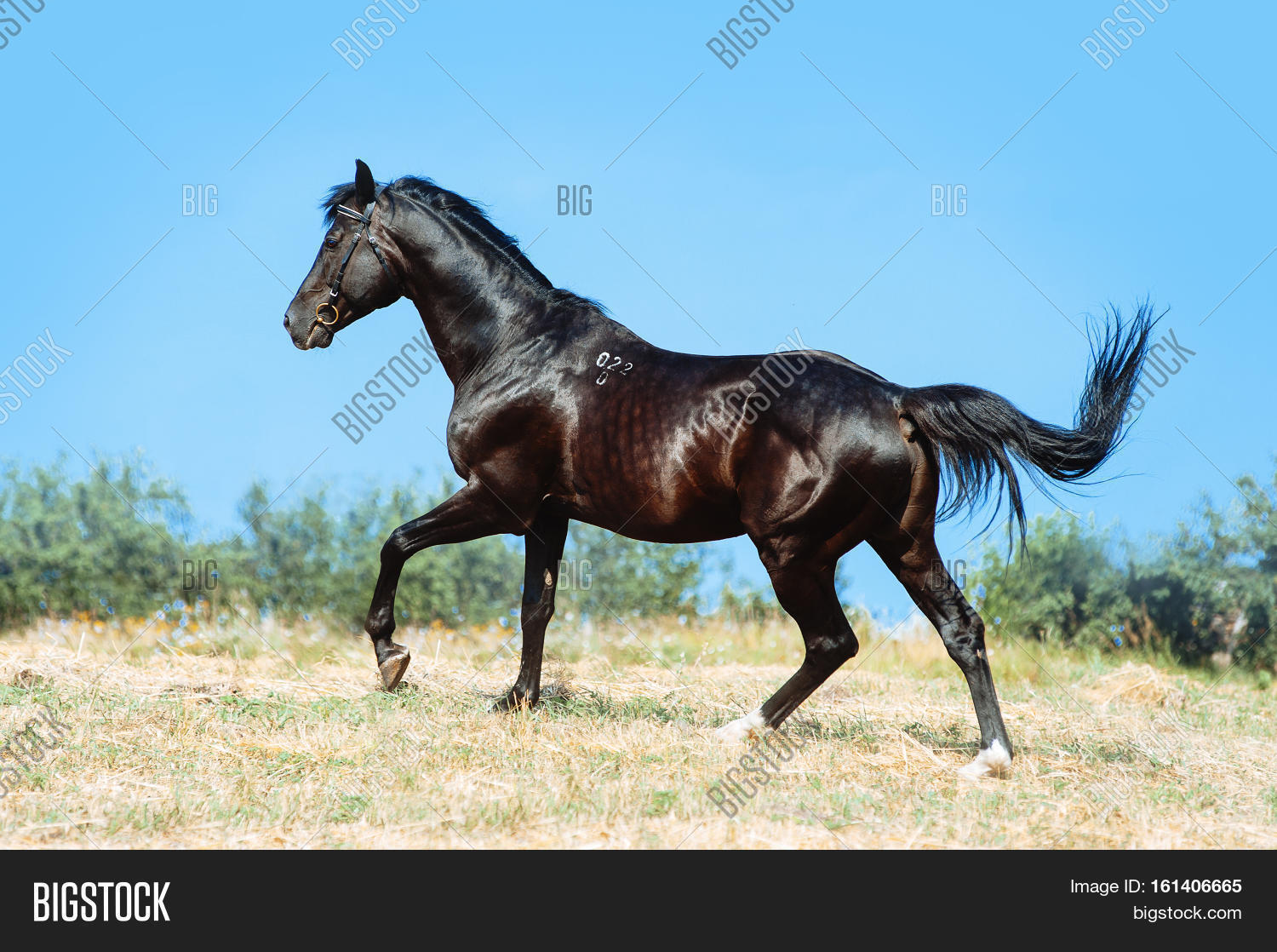 Beautiful Black Horse Image Photo Free Trial Bigstock