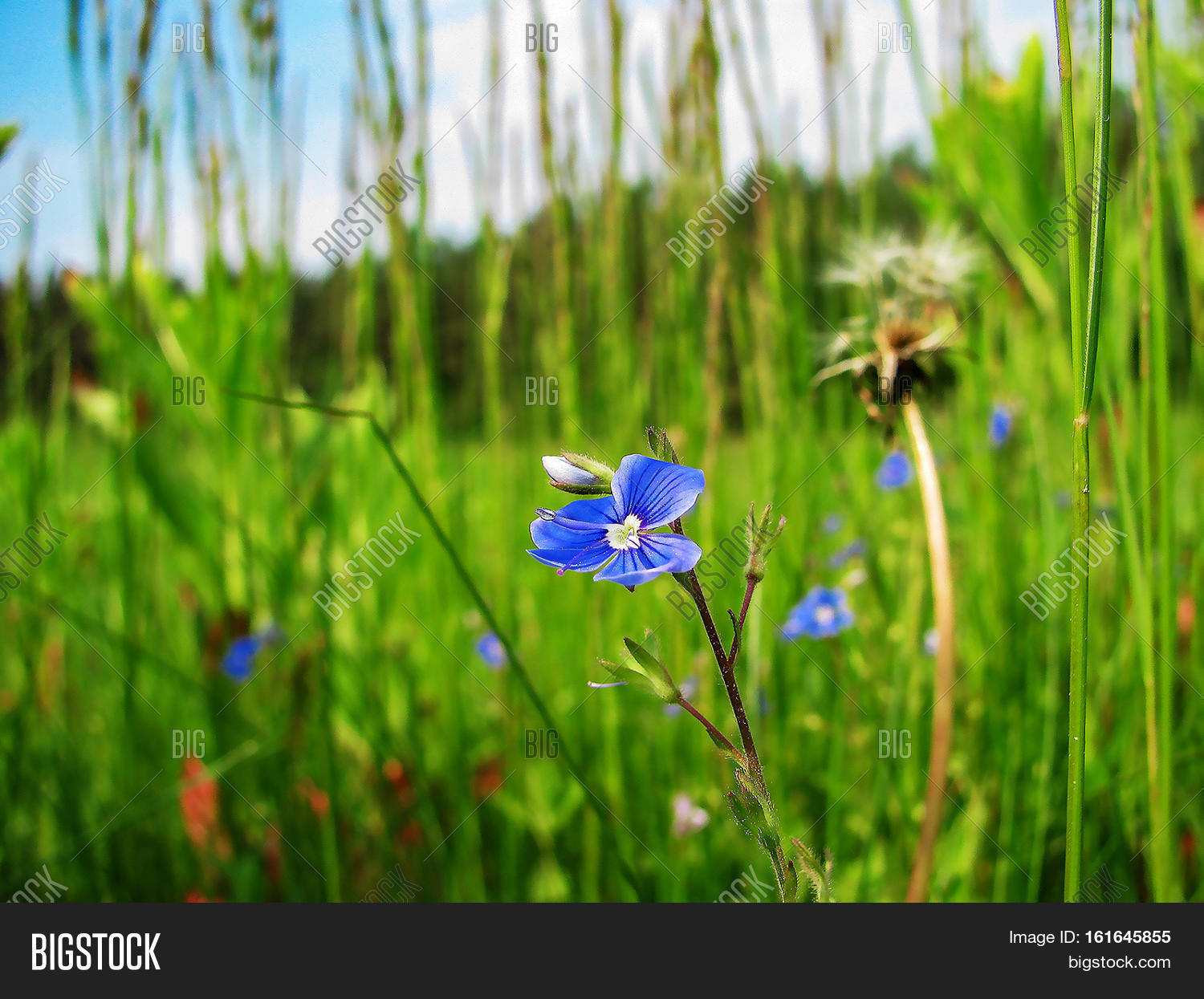 Image Preview