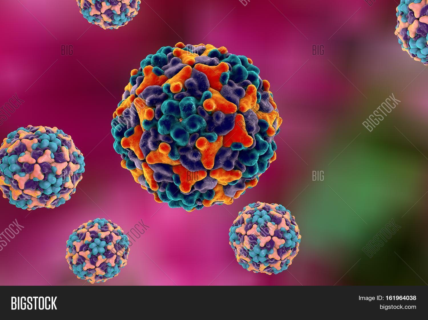 Enteroviruses. Image & Photo (Free Trial) Bigstock