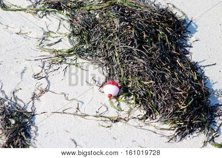 A fishing bobber rests on the sand surrounded by seaweed
