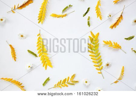 Creative arrangement of yellow autumn leaves on white background. Flat lay top view. Autumn leaves of Caragana Arborescens (yellow acacia).