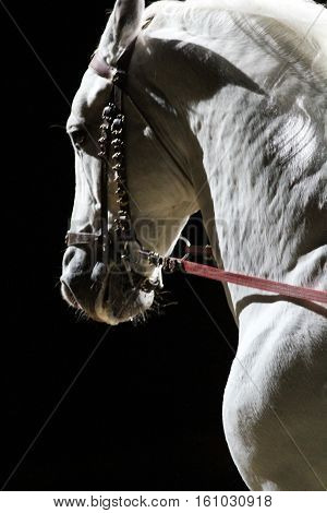 Lipizzaner Stallion Head Shot Closeup