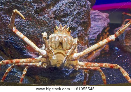 King Crab