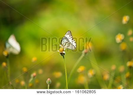 White  butterfly drinks nectar from flowers  in natural