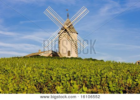 vigneti con mulino a vento vicino Chenas, Beaujolais, Borgogna, Francia
