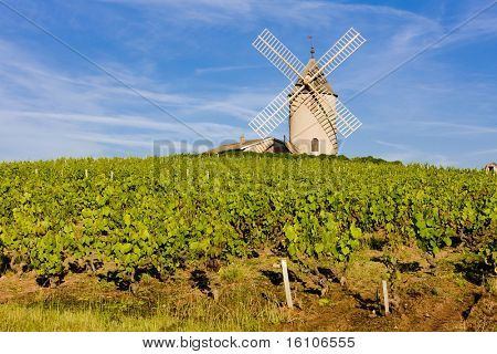 vigneti con mulino a vento vicino Chenas, Beaujolais, Borgogna, Francia
