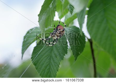 spider web hunting plant green nature insect morning weaves