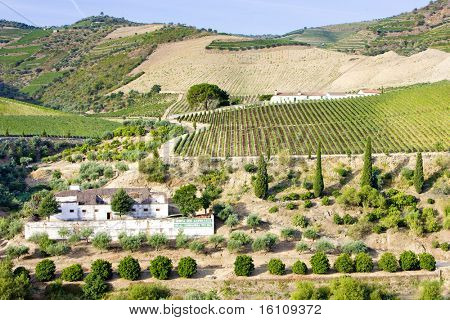 Vineyars i Douro dalen i Portugal