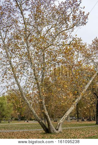 Tree with fallen yellow  leaves on the autumn day in the park