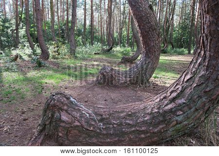 Krzywy Las the crooked forest near Nowe Czarnowo