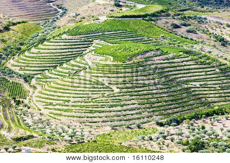 Vineyars i Douro dalen i Portugal