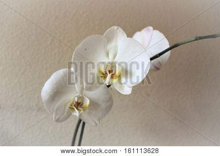 big white orchid on the white background