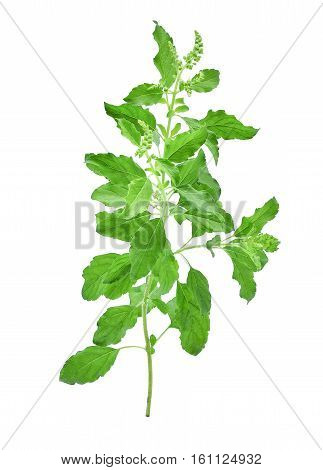 fresh sweet basil flower isolated on a white background