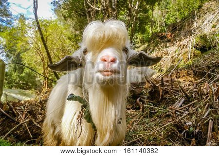 White Billy Goat