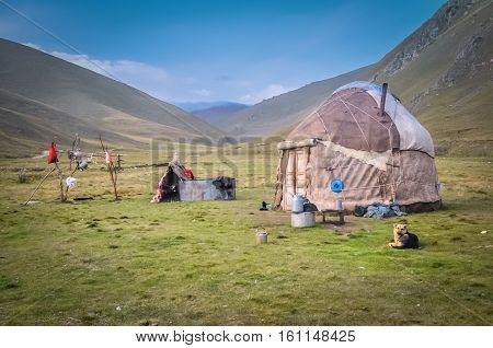 Dog In Kyrgystan