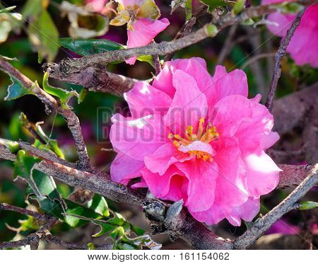 Beautiful Flowers Of Camellia Sasanqua
