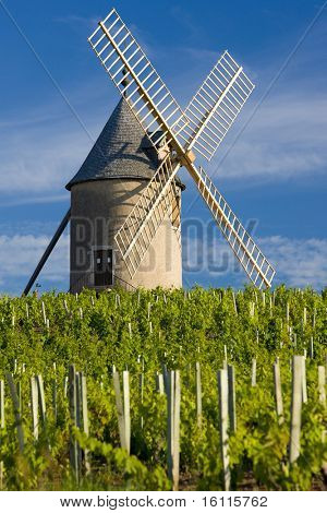 vigneti con mulino a vento vicino Chenas, Beaujolais, Borgogna, Francia