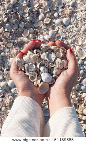 A handful of white seashells in the girl`s hands