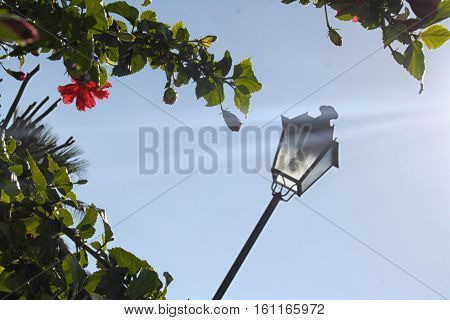 red flower on a branch against the sky and the lantern